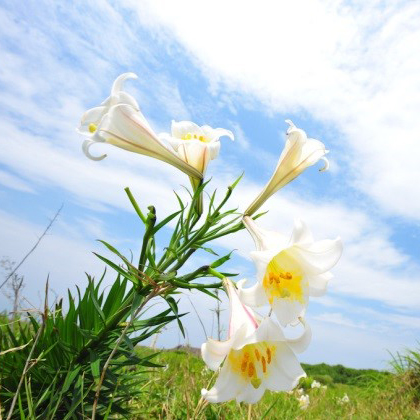 龜山島的百合花