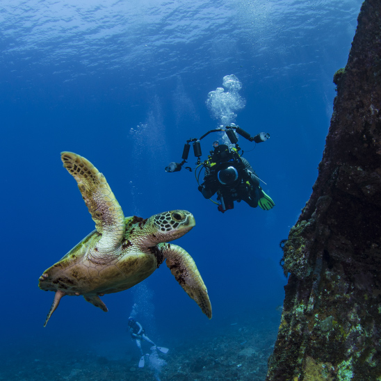 綠蠵龜與潛水員