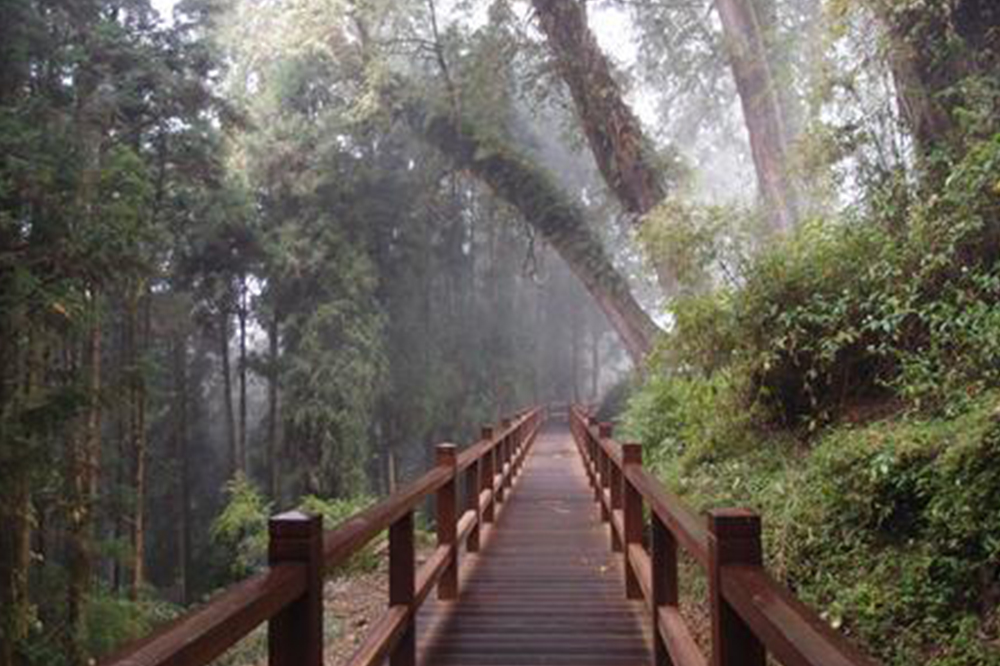 特富野步道-樟樹巨木群步道(特富野至達邦)2
