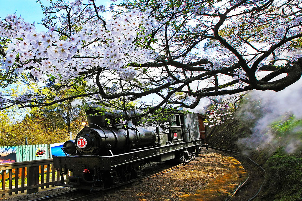 阿里山火車與櫻花