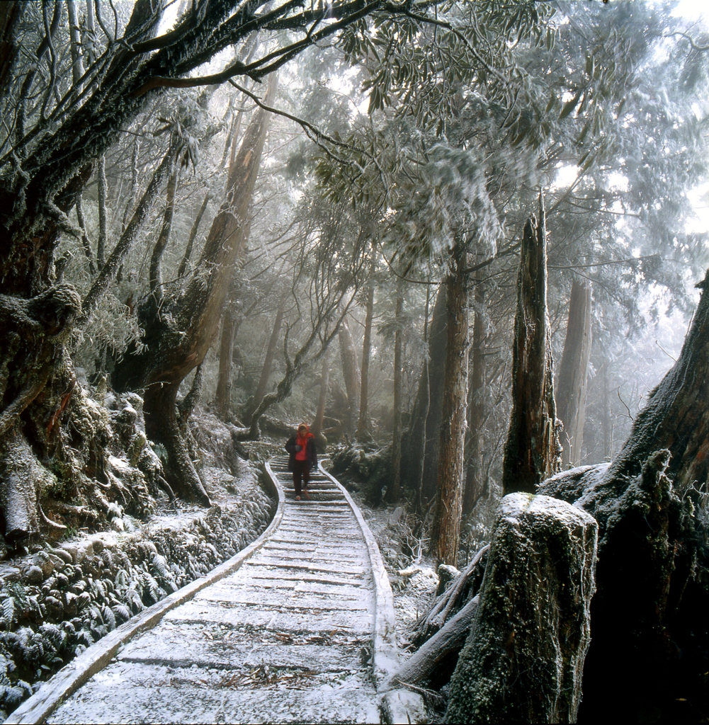 森林步道雪景