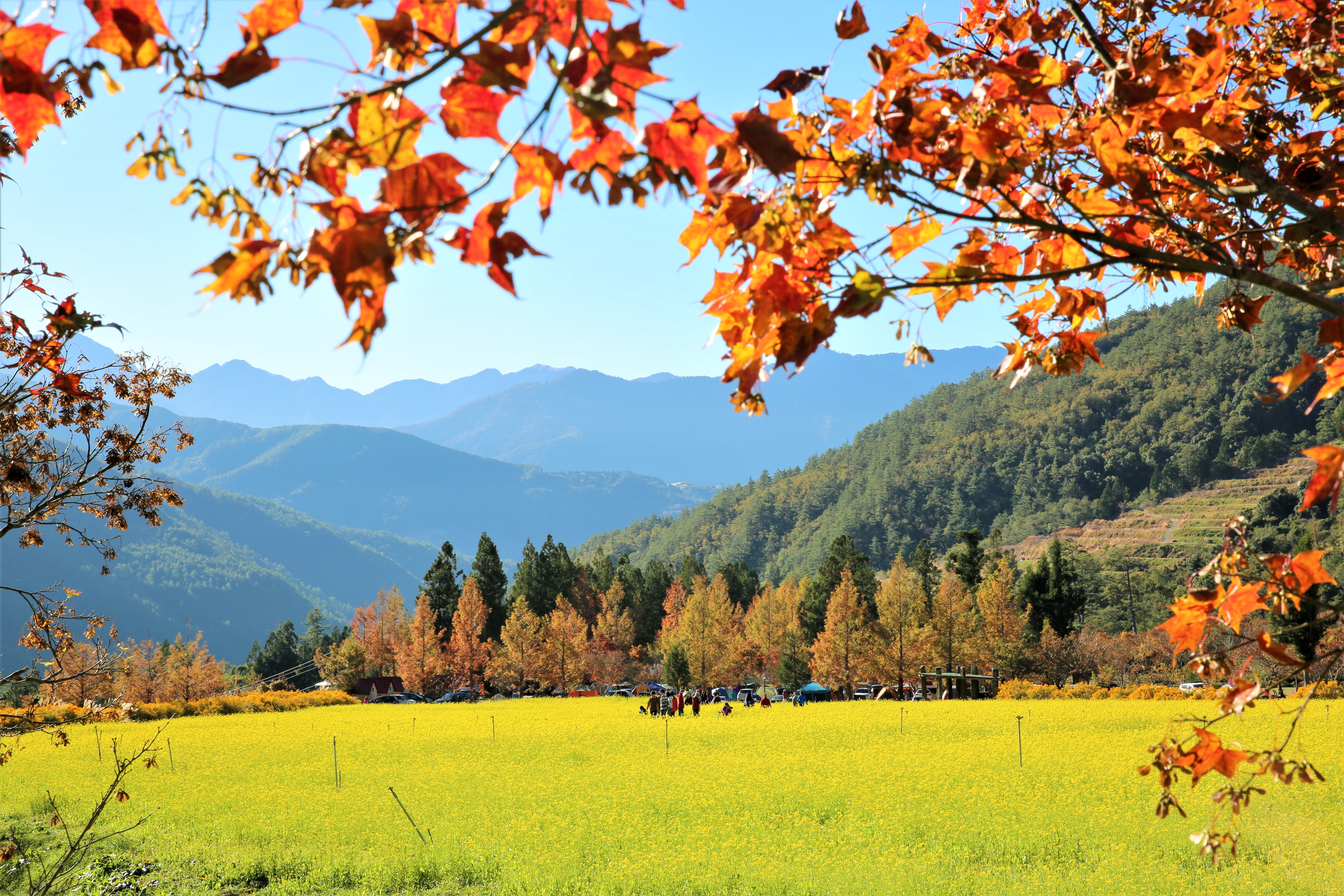 油菜花