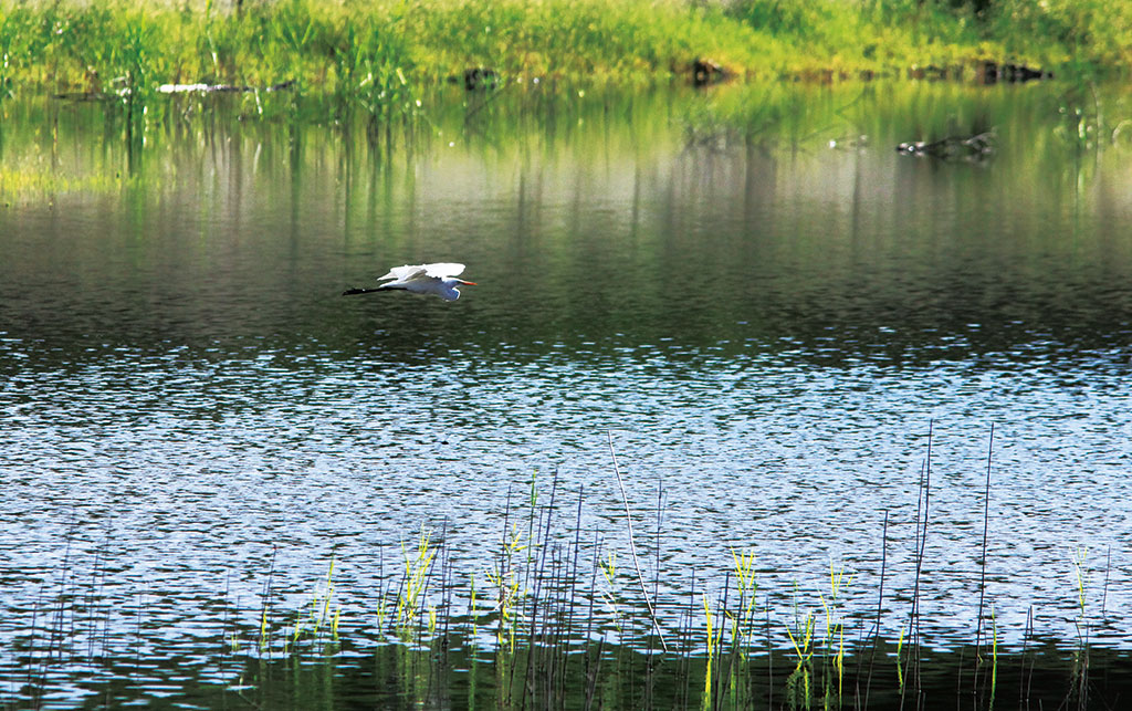 白鷺鷥飛掠半屏湖上(內政部營建署壽山國家自然公園籌備處提供)