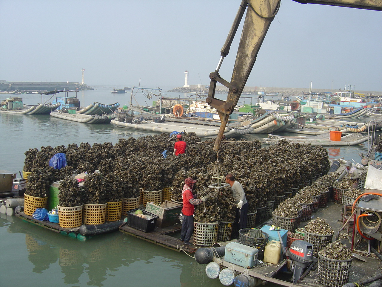 台西漁港吊蚵情形