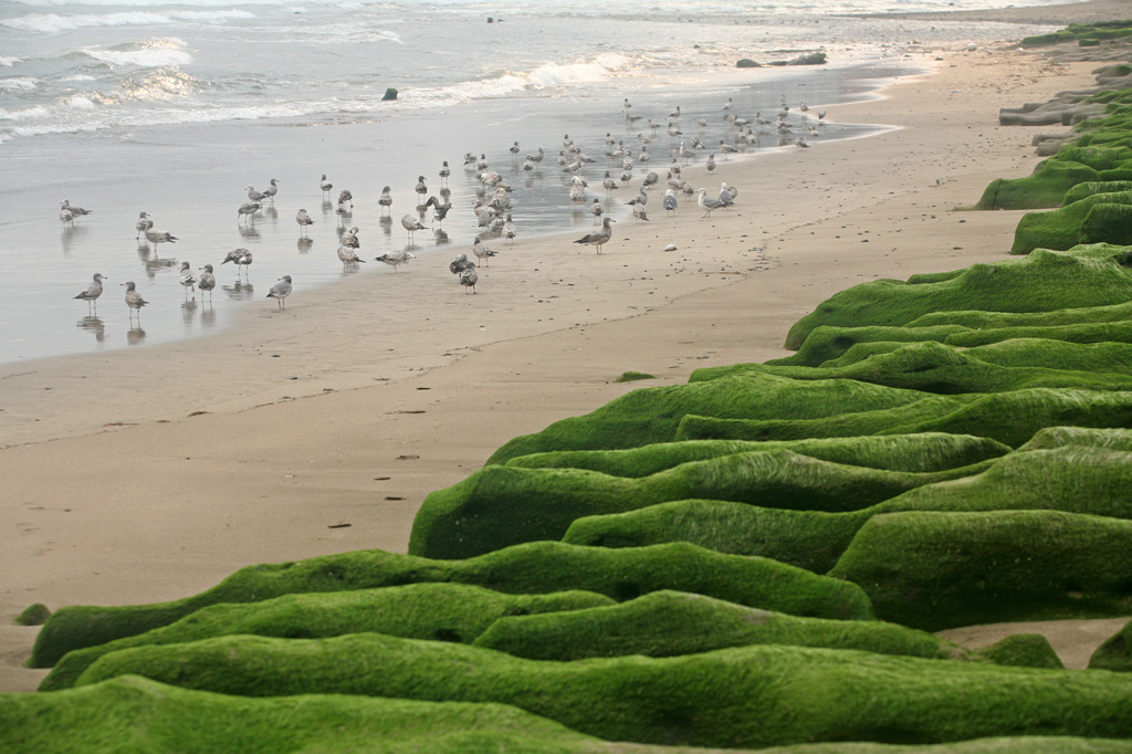 老梅綠石槽與成群的海鷗