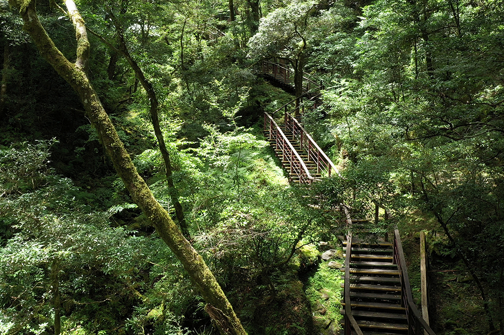 拉拉山國家森林遊樂區-巨木步道