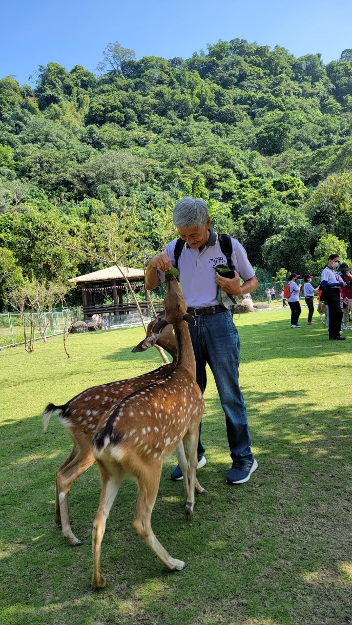 鄒族逐鹿文創園區 梅花鹿