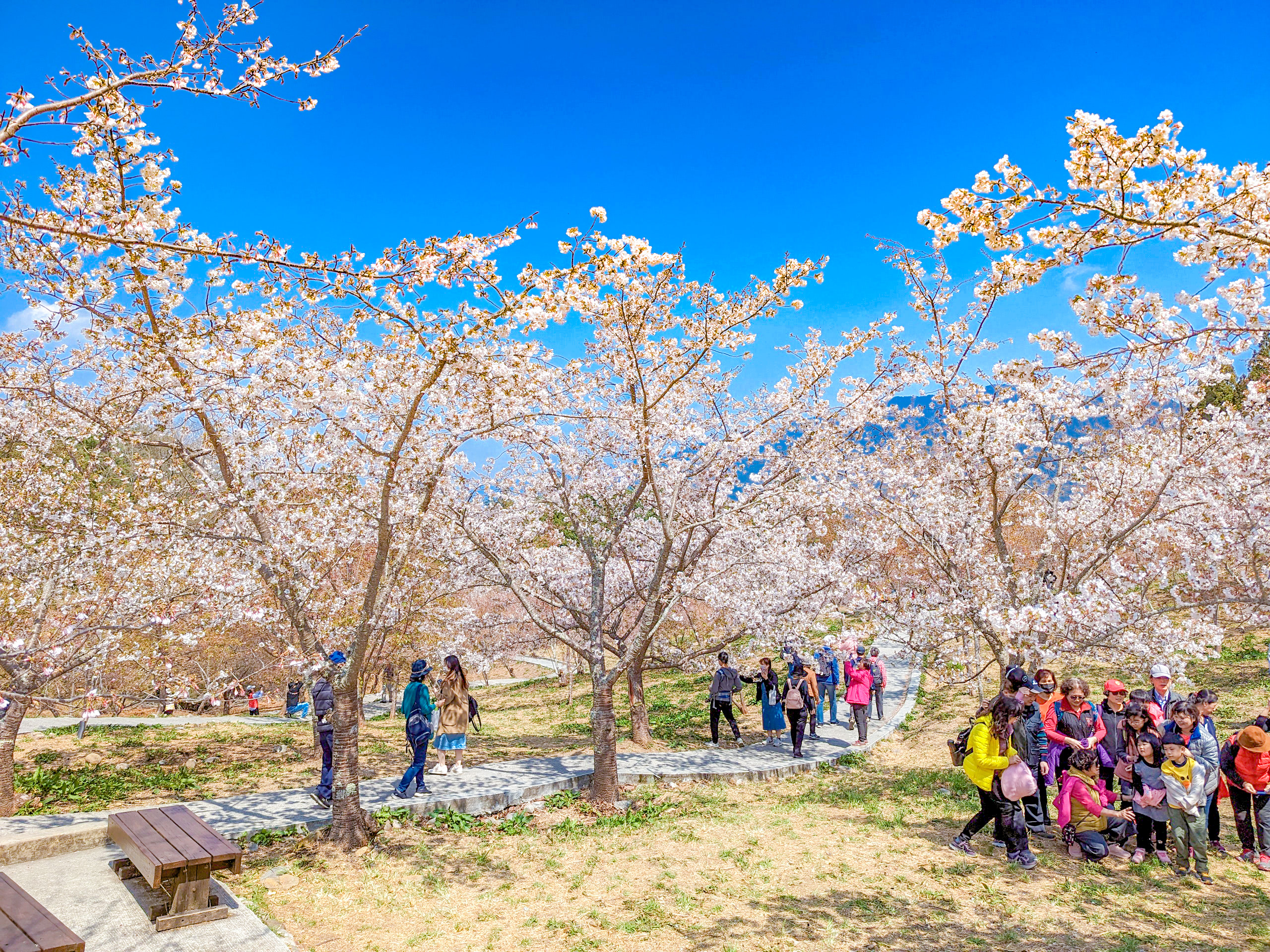 福壽山農場千櫻園