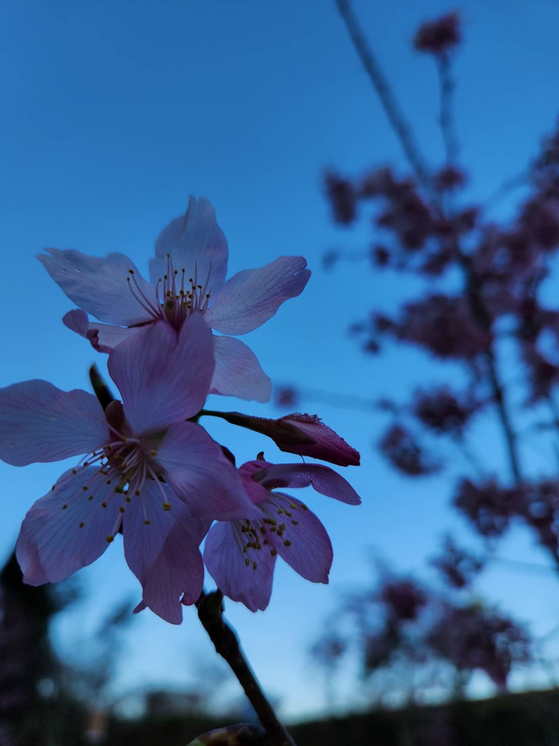 花間共伴