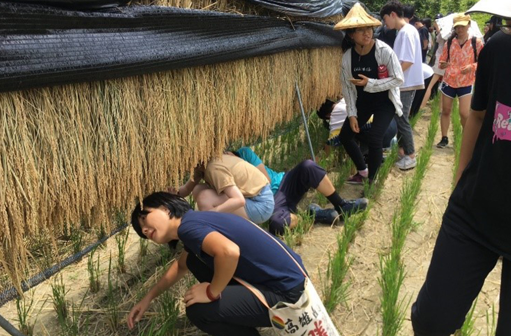 參觀「甲蟲米」的垂吊過程，在田間的晾曬架上，成束的稻穀被整齊地垂掛著，利用自然風乾使稻米乾燥，進而提升風味與品質。透過參觀，客人不僅能學習稻米從田間到餐桌的過程，也能體會到農場對米食品質的重視與用心。