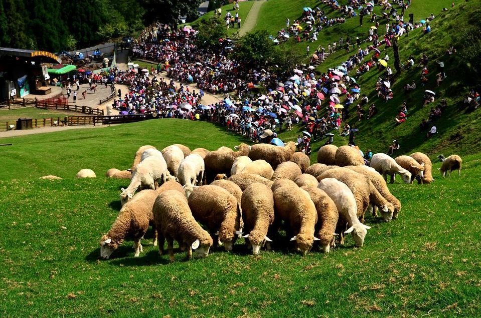 清境農場羊群