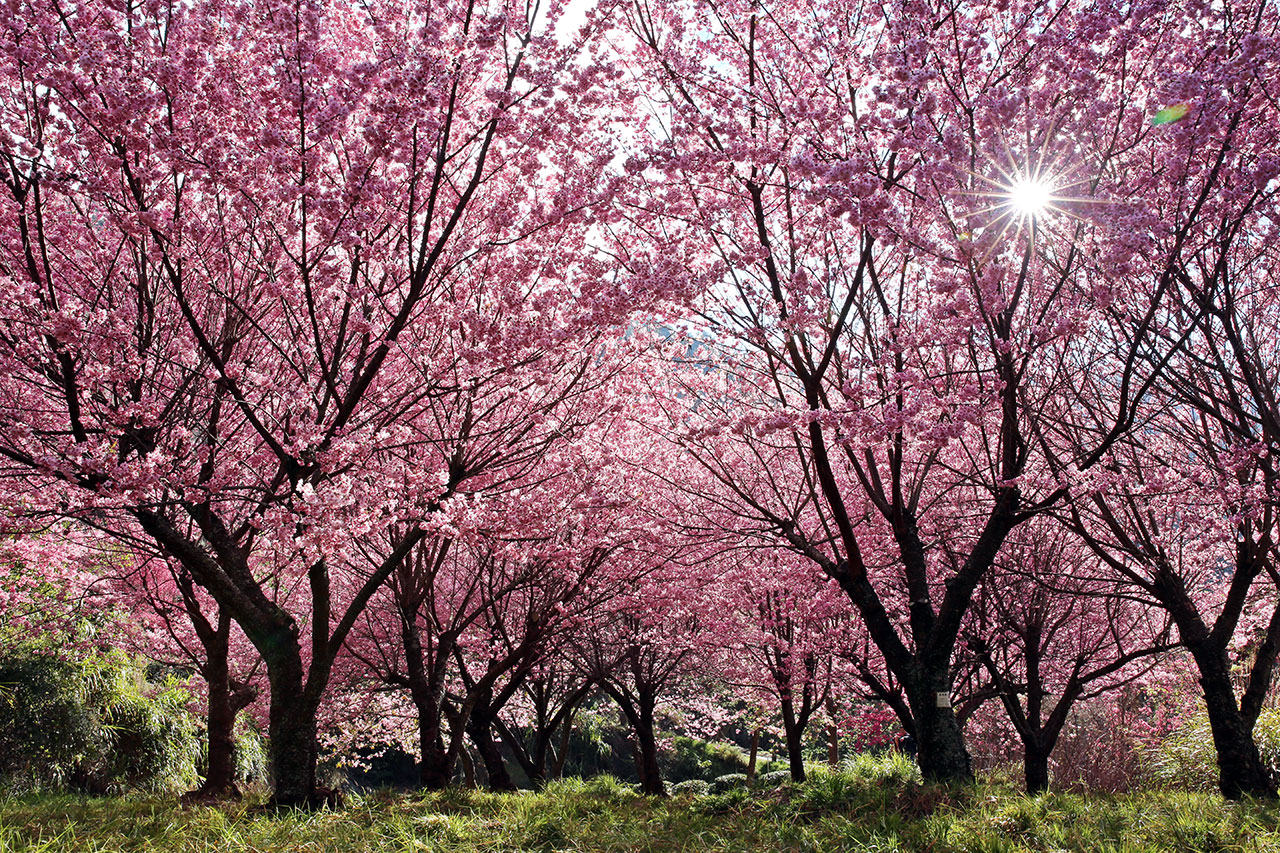 櫻桃楓林區-農場十大賞櫻處，爆開的櫻花，蔚為壯觀