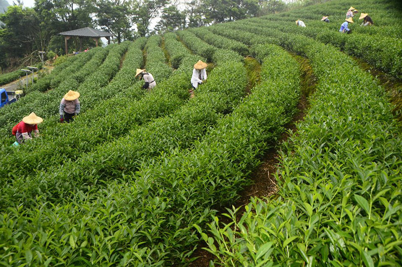 鬍鬚茶園